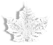 The Leaf